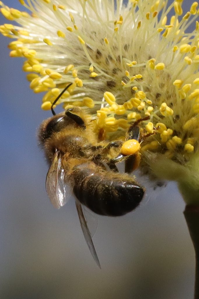 abeille-biodiversite