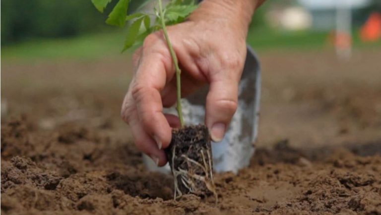 These Innovators are Finding New Solutions to Progress Carbon Sequestration in Agricultural Soils